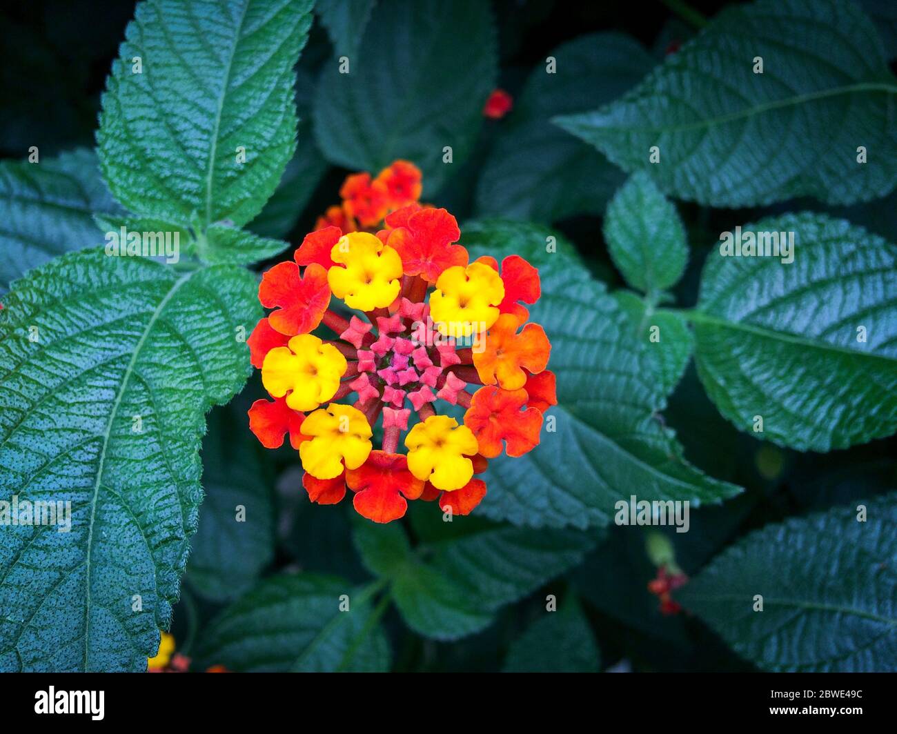 Verbena hybrida, rote und gelbe Blüten. Nahaufnahme. Wunderschön. Draufsicht. Stockfoto