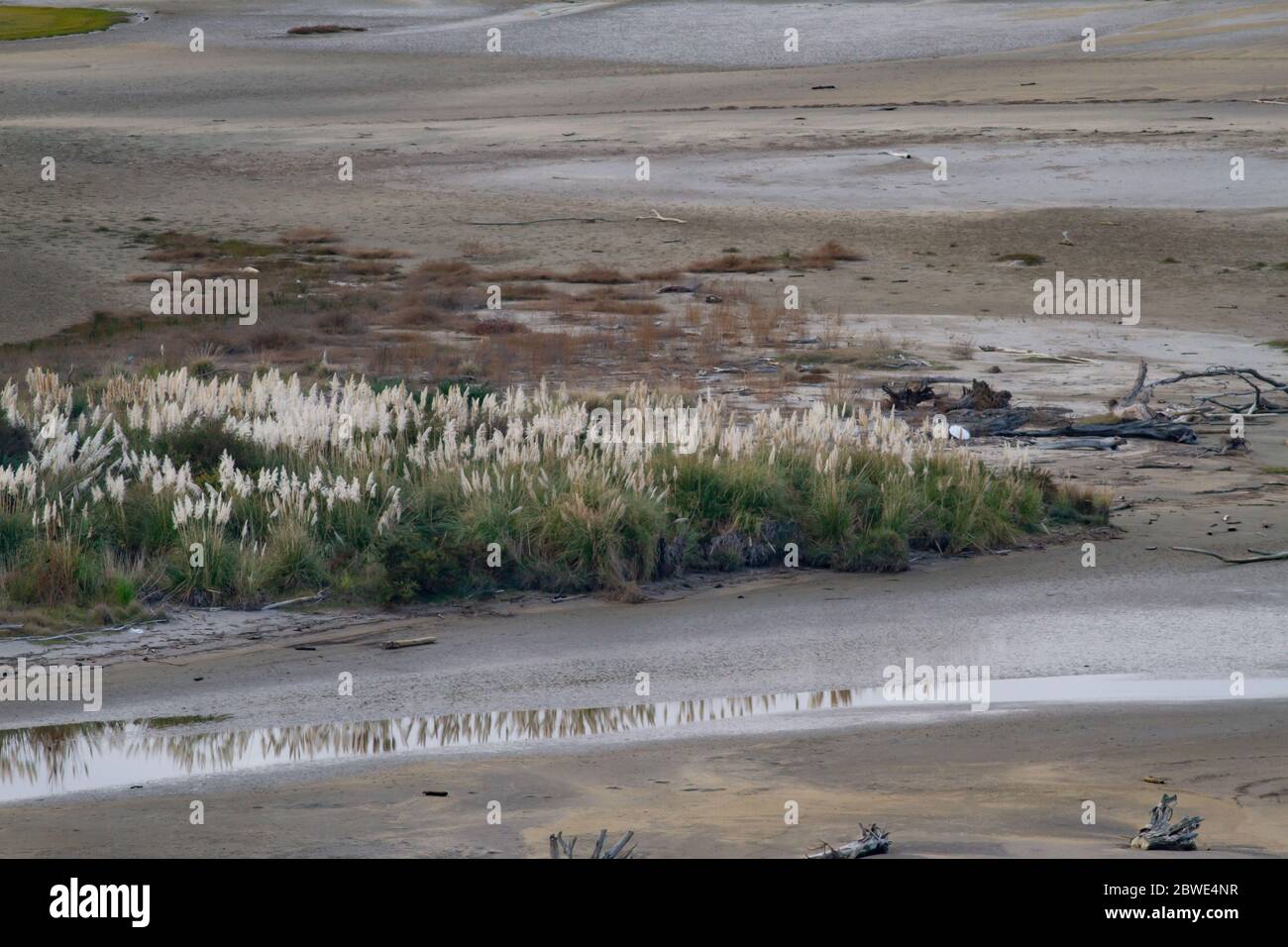 Flussmündung mit Vegetation bei Ebbe und Schlammdecke ausgesetzt Stockfoto