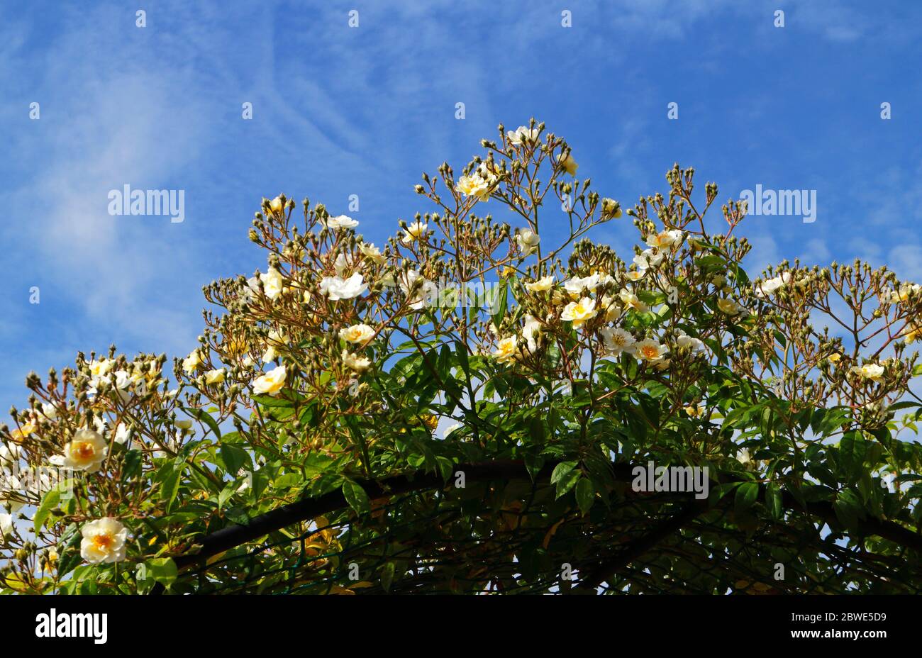 Eine Ramblerrektorin Rose, Rosa Ramblerrektorin, die auf einem Bogen in einem englischen Garten in Blüte steht. Stockfoto