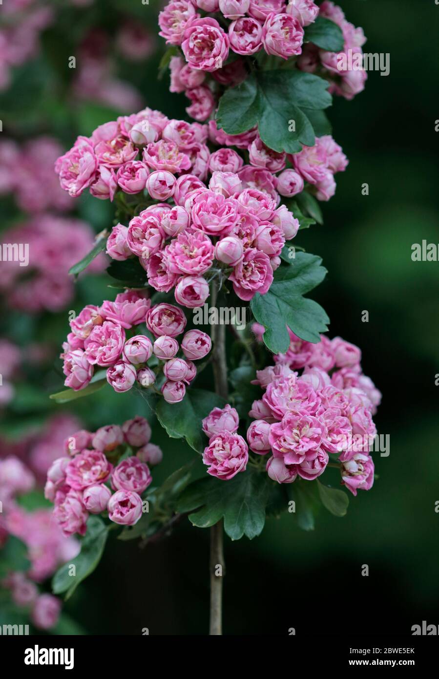 Woodland Hawthorn (crataegus laevigata), Großbritannien Stockfoto