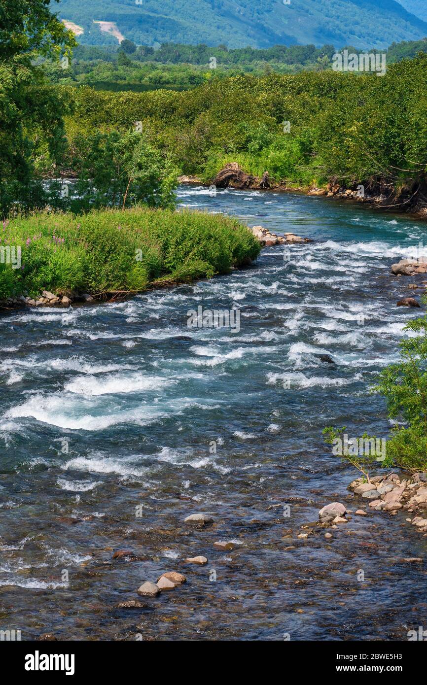 Schöne Landschaft - Blick auf Bach klares Wasser der Berg Fluss und grünen Wald am Flussufer. Landschaft Sommer wilde Natur bei sonnigem Wetter. Stockfoto