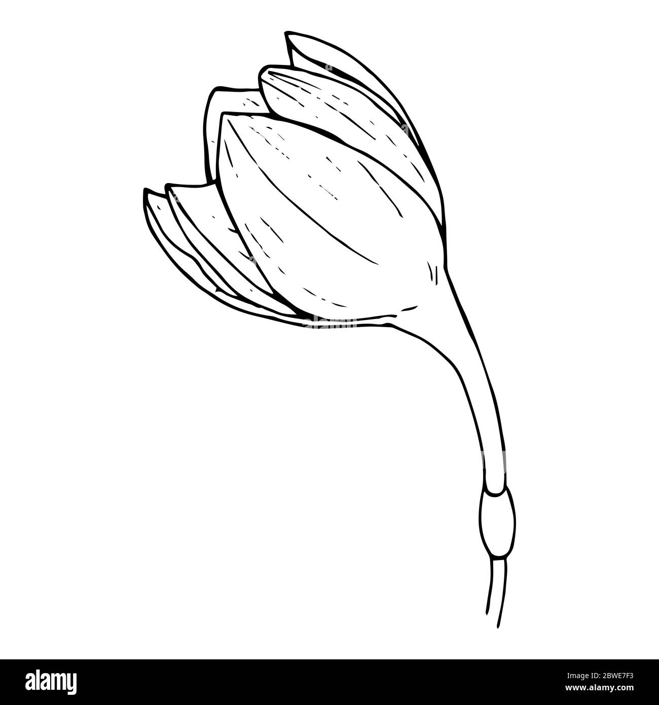 Butoh einer weißen Blume Eucharistis (Amazonaslilie), schwarzer Umriss auf weißem Hintergrund isoliert, Stock Vektor Illustration für Design und Dekor, tatto Stock Vektor