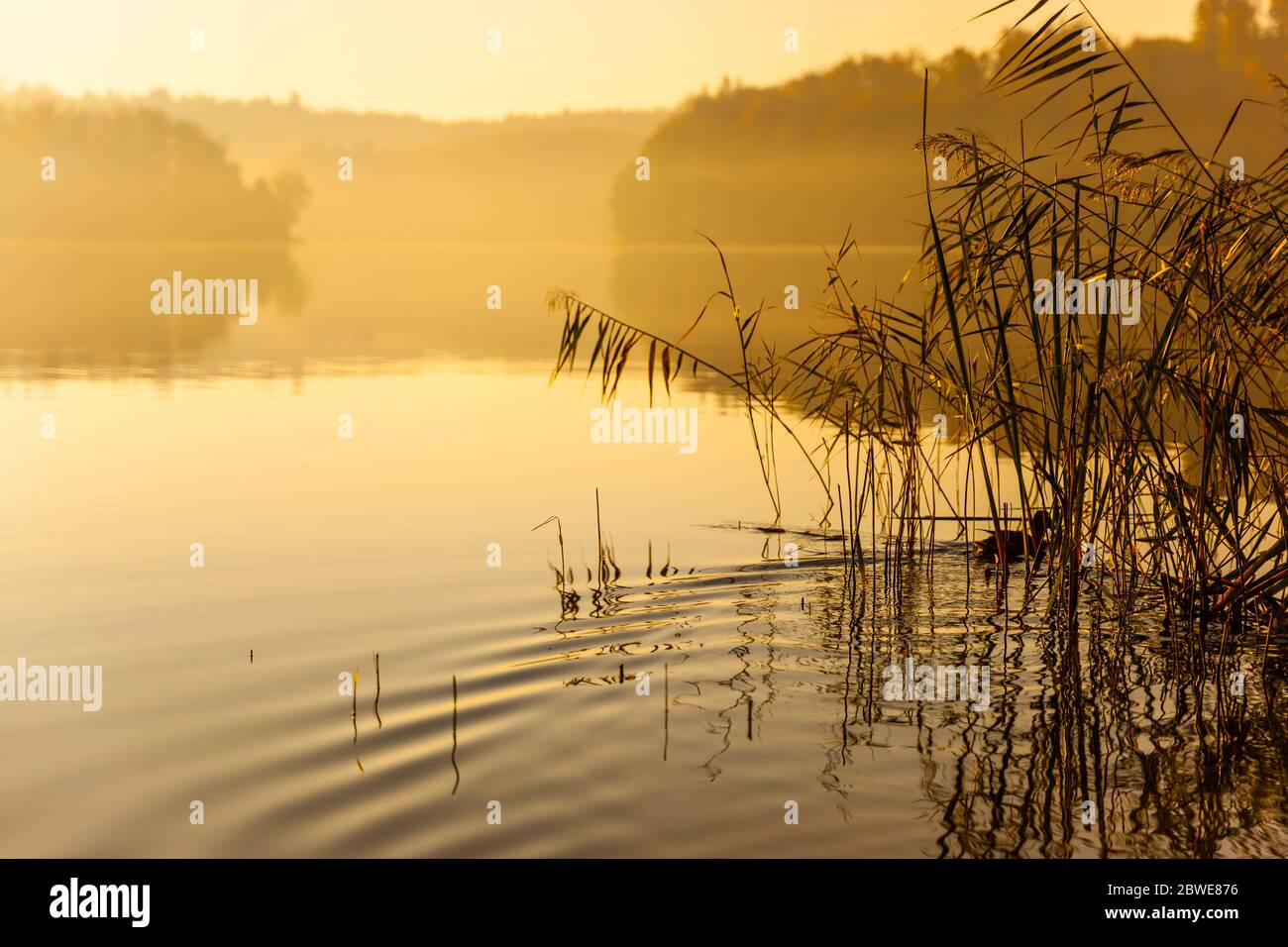Ein See bei Sonnenaufgang mit einer Ente, die in Dickicht in warmen Farben schwimmt Stockfoto