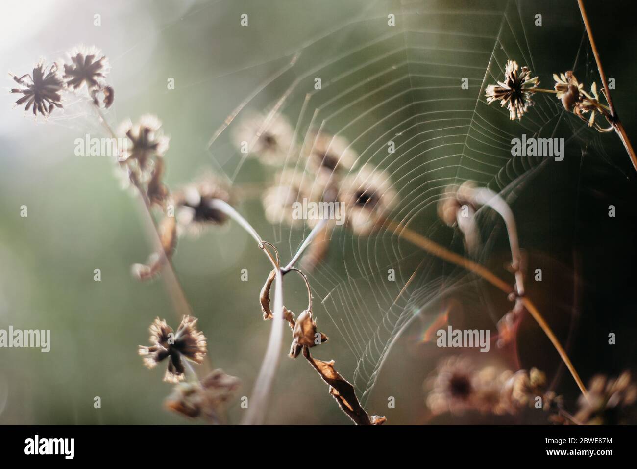 Closup von Kleeblumen, Spinnennetz auf einem verschwommenen Hintergrund Stockfoto