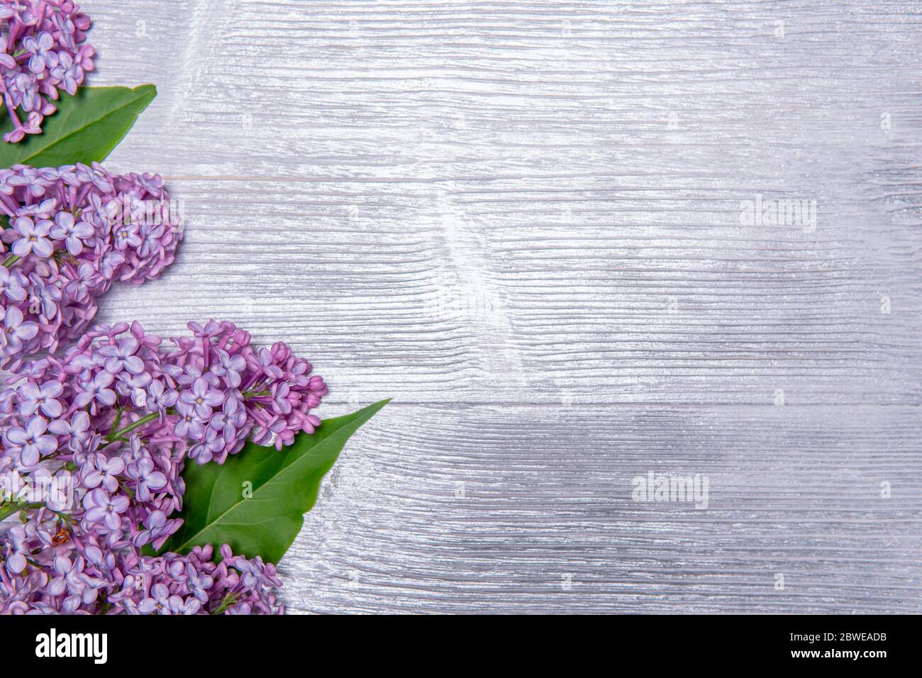 Bouquet von Flieder auf einem silbernen Holzhintergrund Stockfoto