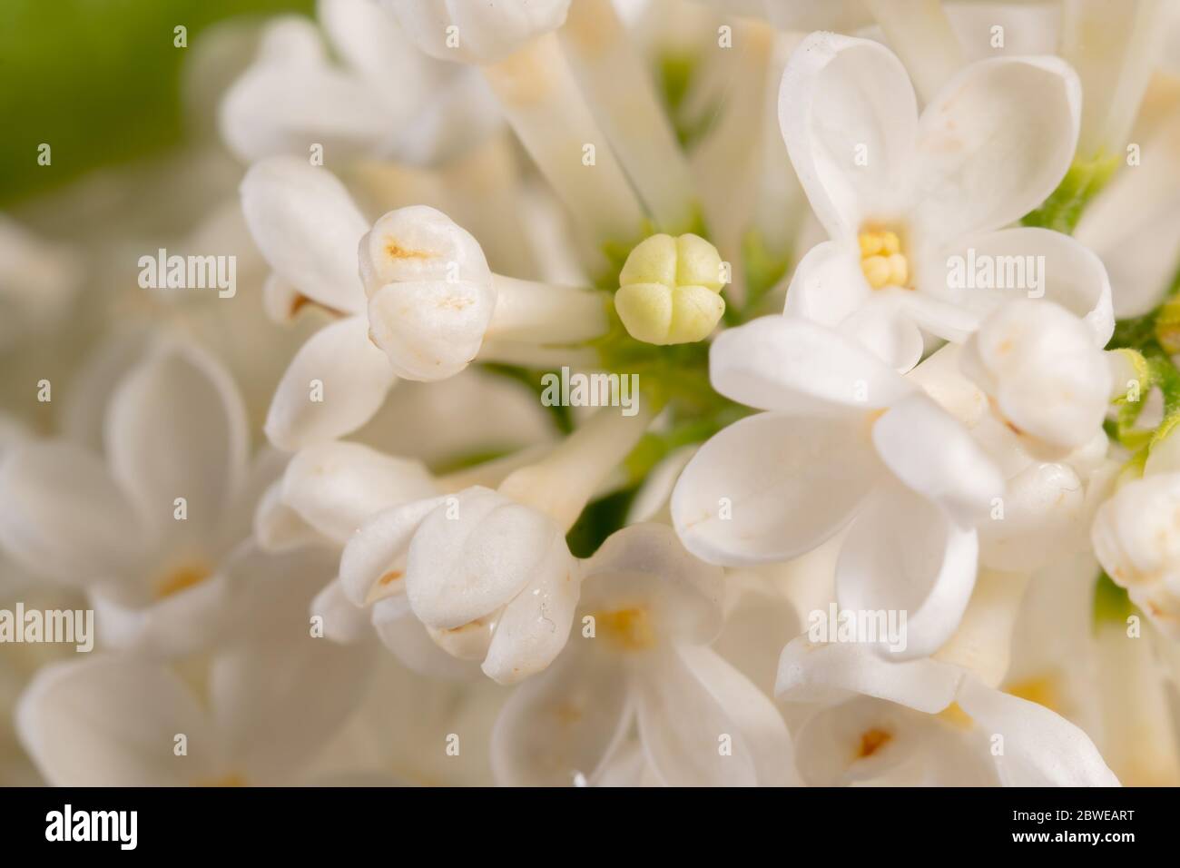 Blühende Frühlingsblumen in weißen Flieder. Weichfokus-Aufnahme Stockfoto