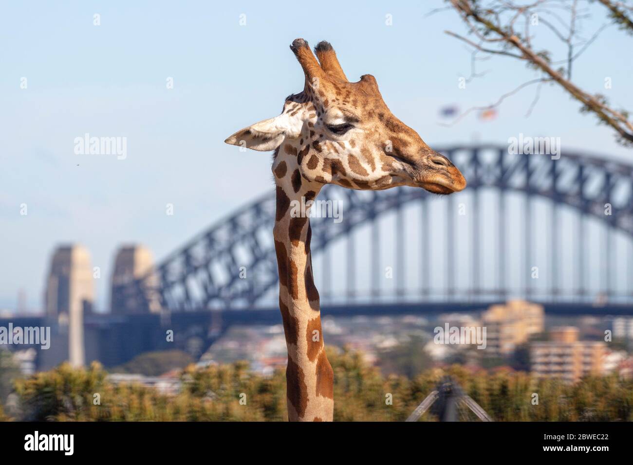 Giraffe SYDNEY HAROUR BRIDGE erste Besucher nach civid 19 Stockfoto