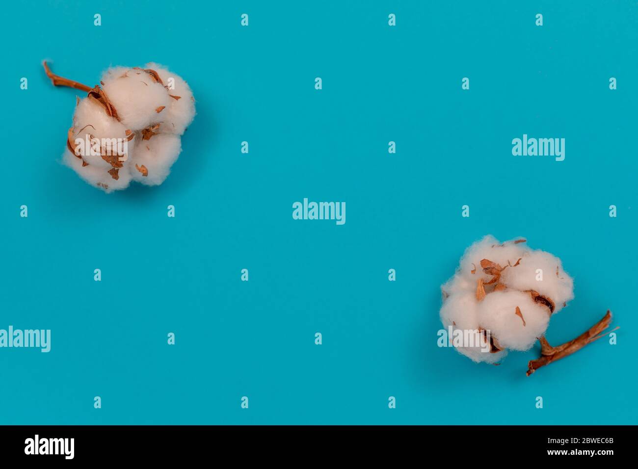 Baumwollblumen. Zubehör zum Nähen. Draufsicht mit Kopierfläche, flachem Lay. Stockfoto