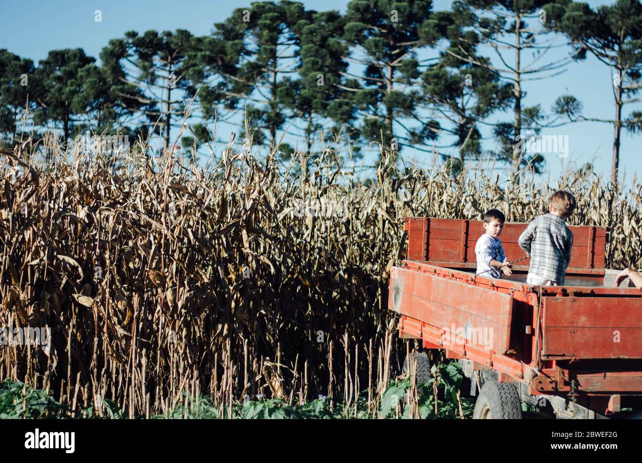 Zwei kleine Jungen spielen im Kofferraum eines alten LKW vor einem Bauernhof geparkt. Stockfoto