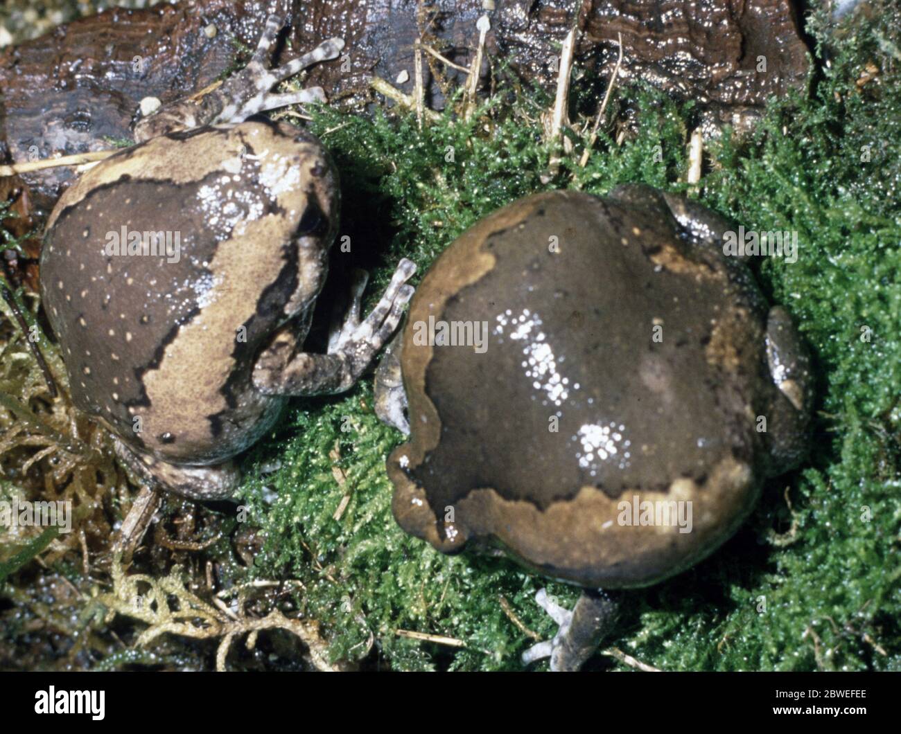 Gebänderter Bullfrosch, Kaloula pulchra Stockfoto