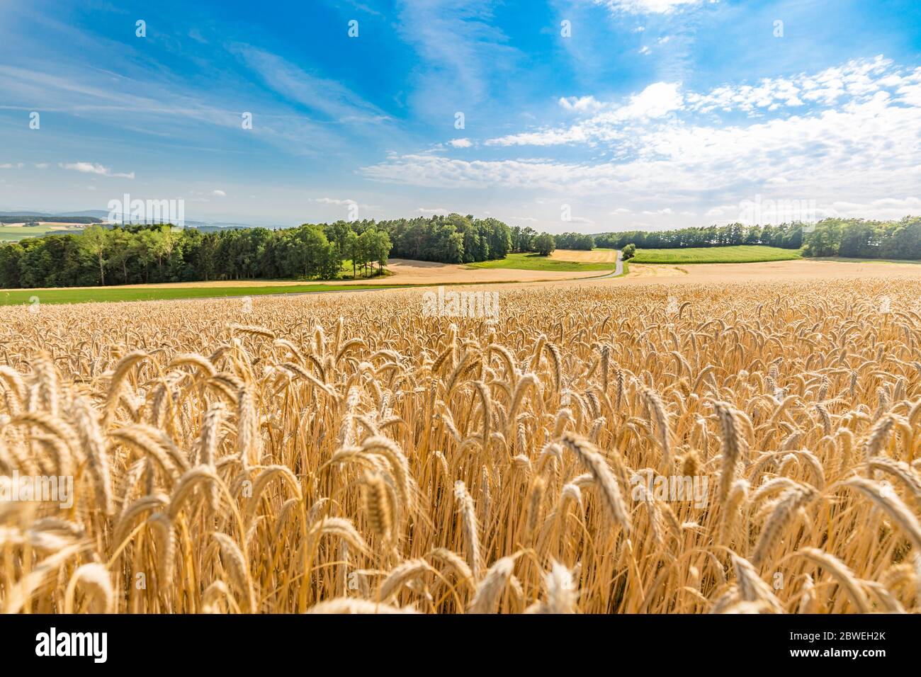 Weizenfeld bei Sonnenuntergang, weiches Sonnenlicht über der landwirtschaftlichen Landschaft. Blick auf das Bergfeld mit Bäumen in ländlicher Umgebung Stockfoto