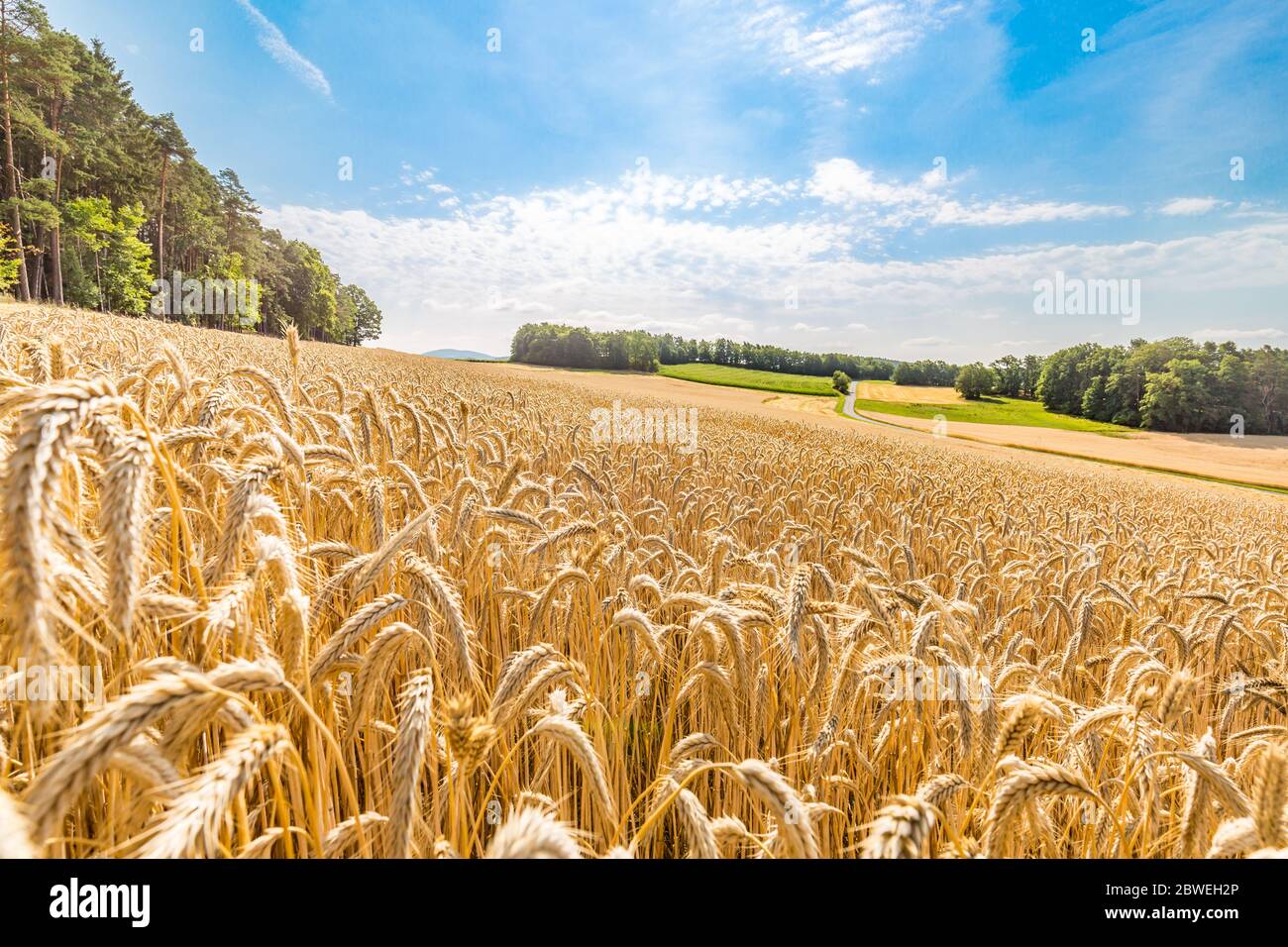Weizenfeld bei Sonnenuntergang, weiches Sonnenlicht über der landwirtschaftlichen Landschaft. Blick auf das Bergfeld mit Bäumen in ländlicher Umgebung Stockfoto