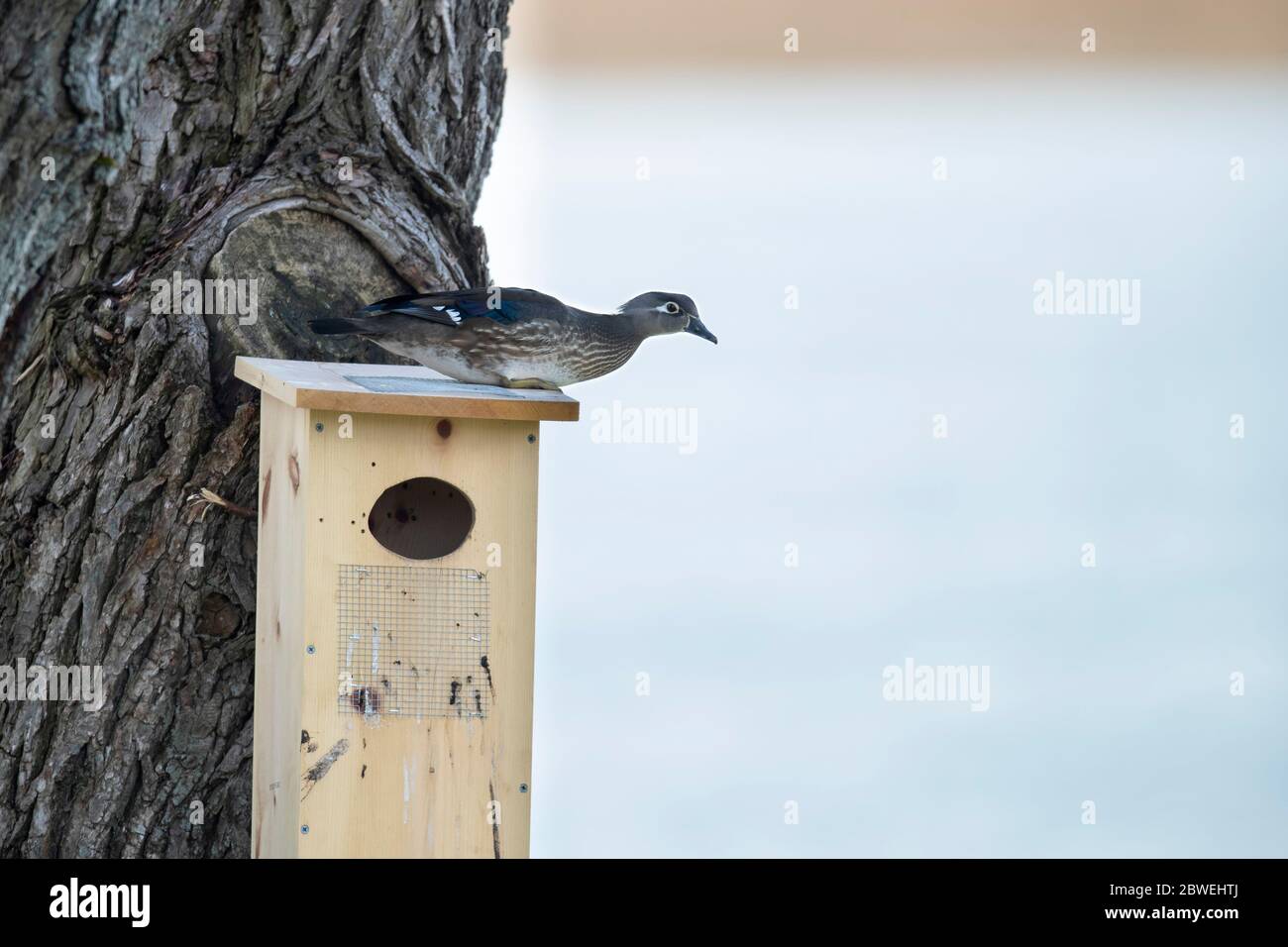 Hühnervögel auf einem Nistkasten. Stockfoto