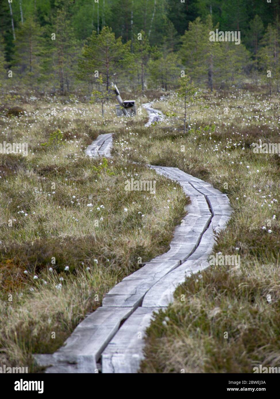 Moor Wald natürlichen Hintergrund. Sumpfvegetation, hölzerne Stege im Sumpf, wilde Vegetation, Niedraju Pilkas Sumpf, Lettland Stockfoto