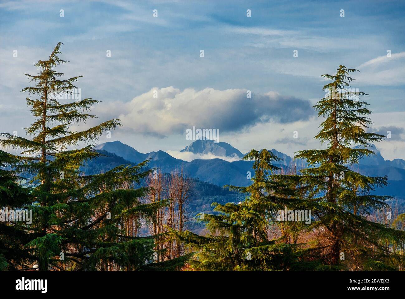 Berge, Wälder und Wolken oben. Blick auf Apennin zwischen zwei Tannen Stockfoto