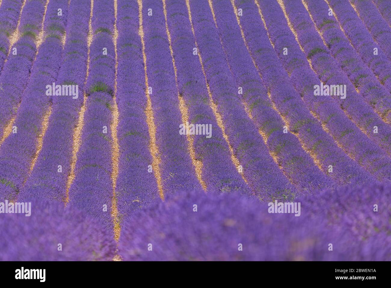 Lavendel blühende Felder endlose Reihen. Valensole Provence Natur Landschaft, Lavendel Blumen Stockfoto