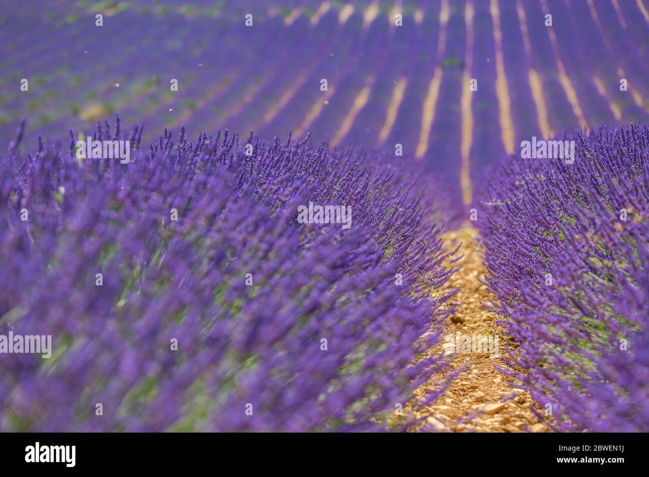 Lavendel blühende Felder endlose Reihen. Valensole Provence Natur Landschaft, Lavendel Blumen Stockfoto