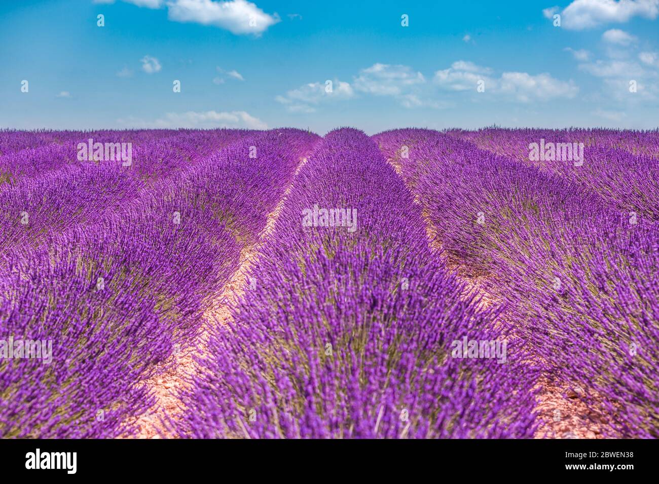 Lavendel blühende Blumen Reihen unter blauem Himmel. Sommerlandschaft Landschaft beruhigende Naturlandschaft. Lila Blumenansicht unter blauem Himmel. Idyllische Landschaft Stockfoto