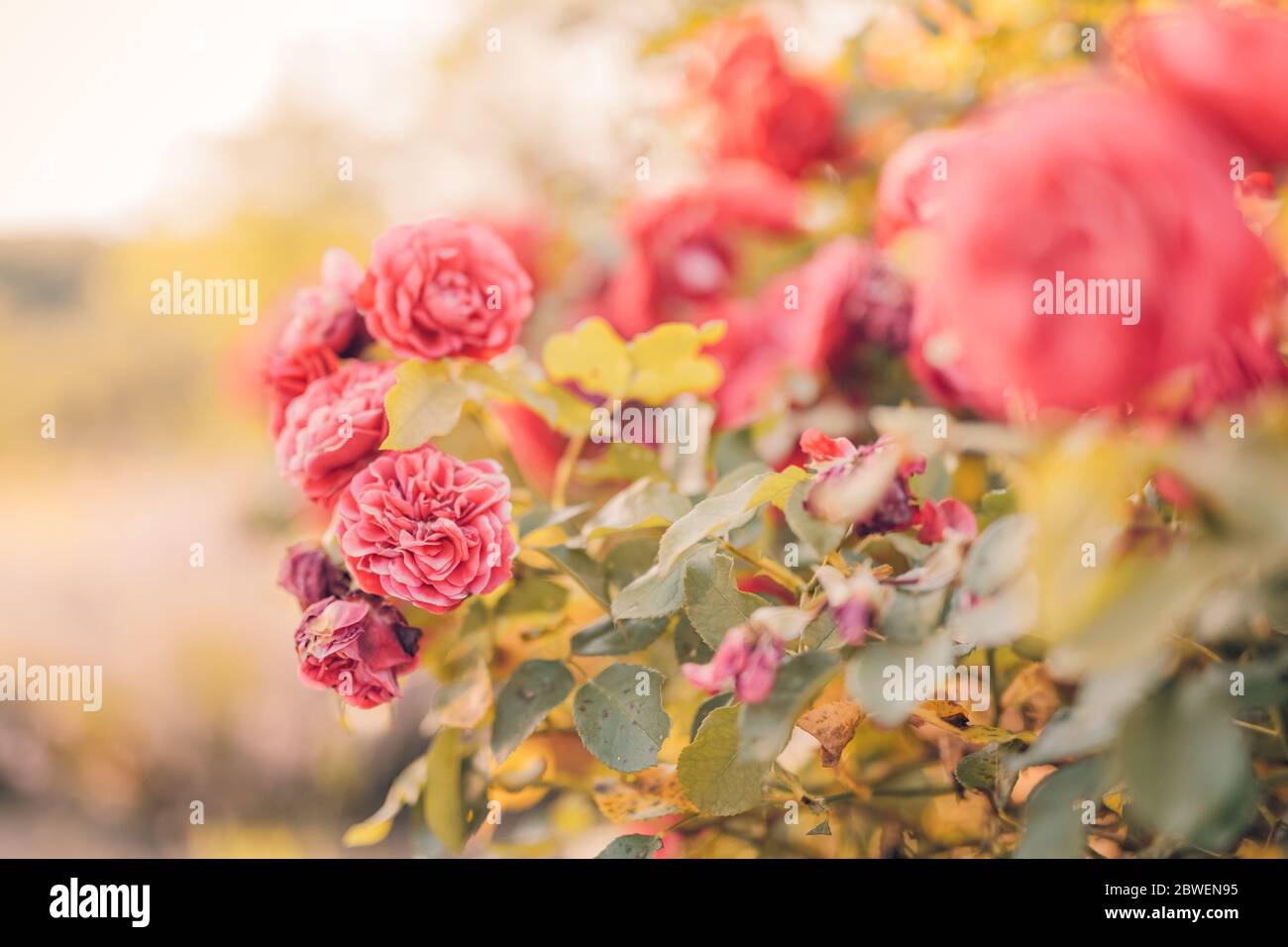 Frühling floral breiten Panorama-Banner mit fabelhaften blühenden rosa Rosenblüten Sommergarten auf unscharfen sonnigen hell. Sommerrosen Sonnenschein verschwimmen die Natur Stockfoto