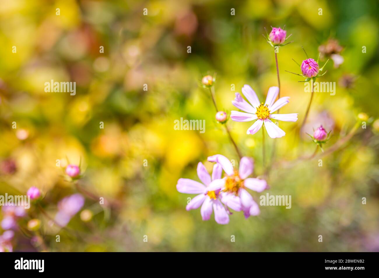 Frühling Blumen Hintergrund Frische verträumte bunte Blumen auf hellen Pastelltönen Hintergrund. Helle künstlerische Blumen Konzept mit verschwommenem Gras Wiese, Himmel Stockfoto