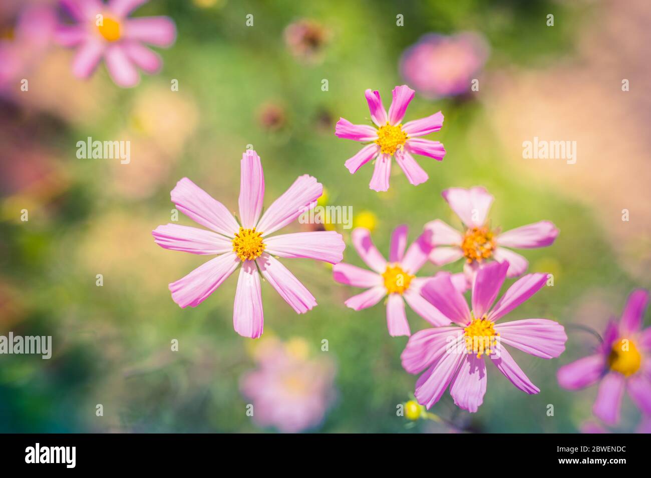 Frühling Blumen Hintergrund Frische verträumte bunte Blumen auf hellen Pastelltönen Hintergrund. Helle künstlerische Blumen Konzept mit verschwommenem Gras Wiese, Himmel Stockfoto