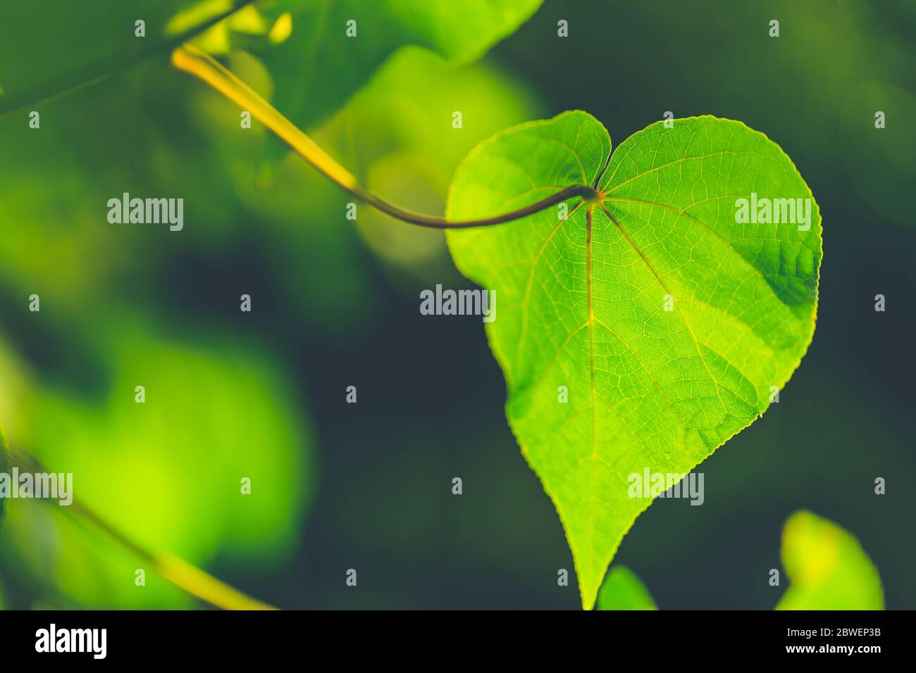 Herzförmiges Blatt auf verschwommenem grünen Hintergrund. Herzförmiges grünes Blatt Stockfoto