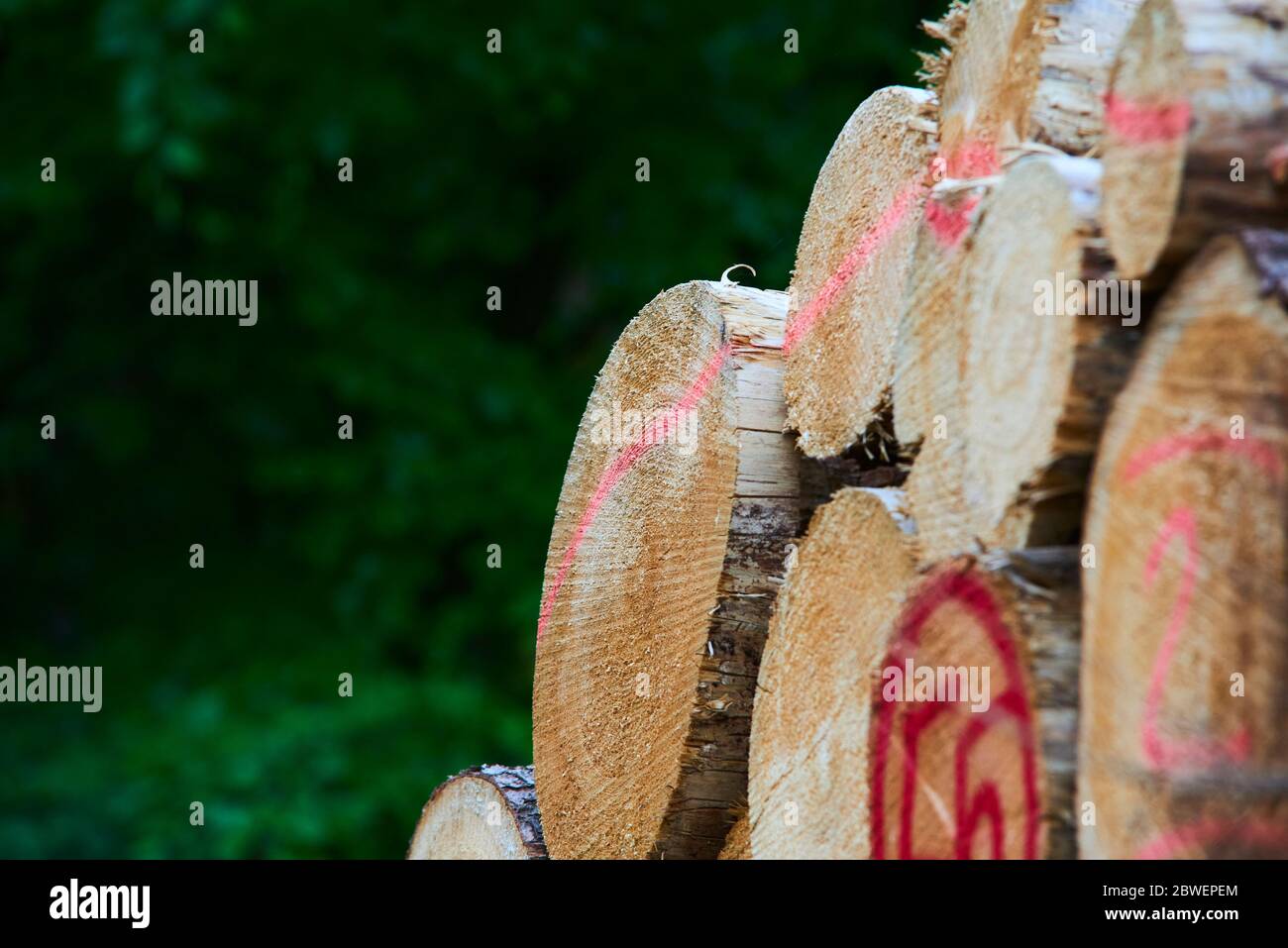 Holzstapel aus frisch geernteten Fichtenstämmen. Baumstämme im Wald geschnitten und gestapelt. Holzstämme. Selektiver Fokus Stockfoto