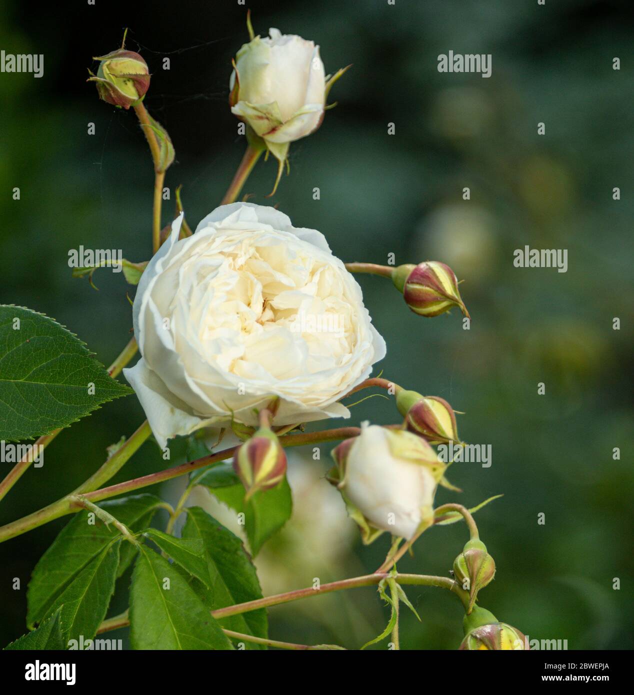 Claire Austin, eine englische Kletterrose, gezüchtet von David Austin. Blühender Kletterer mit sehr duftender, cremig weißer Blüte Stockfoto