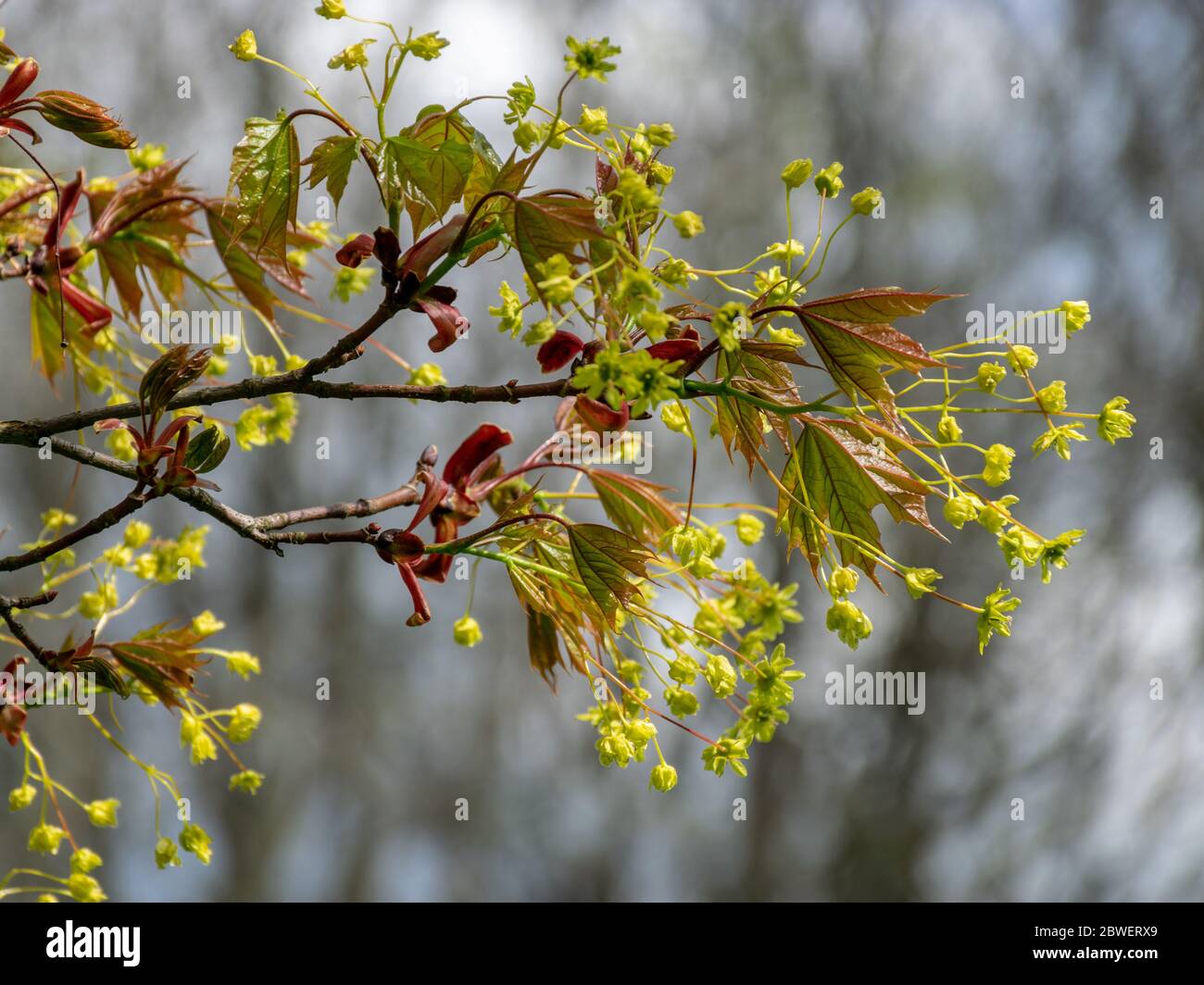 Bild mit ersten Blättern und Knospen an einem sonnigen Frühlingstag gedeiht in der Natur alles grün Stockfoto