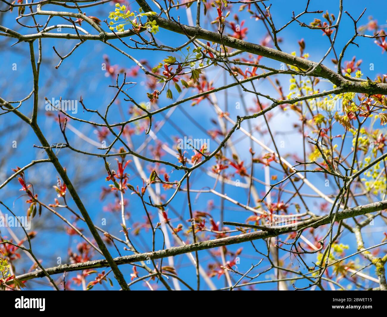 Bild mit ersten Blättern und Knospen an einem sonnigen Frühlingstag gedeiht in der Natur alles grün Stockfoto