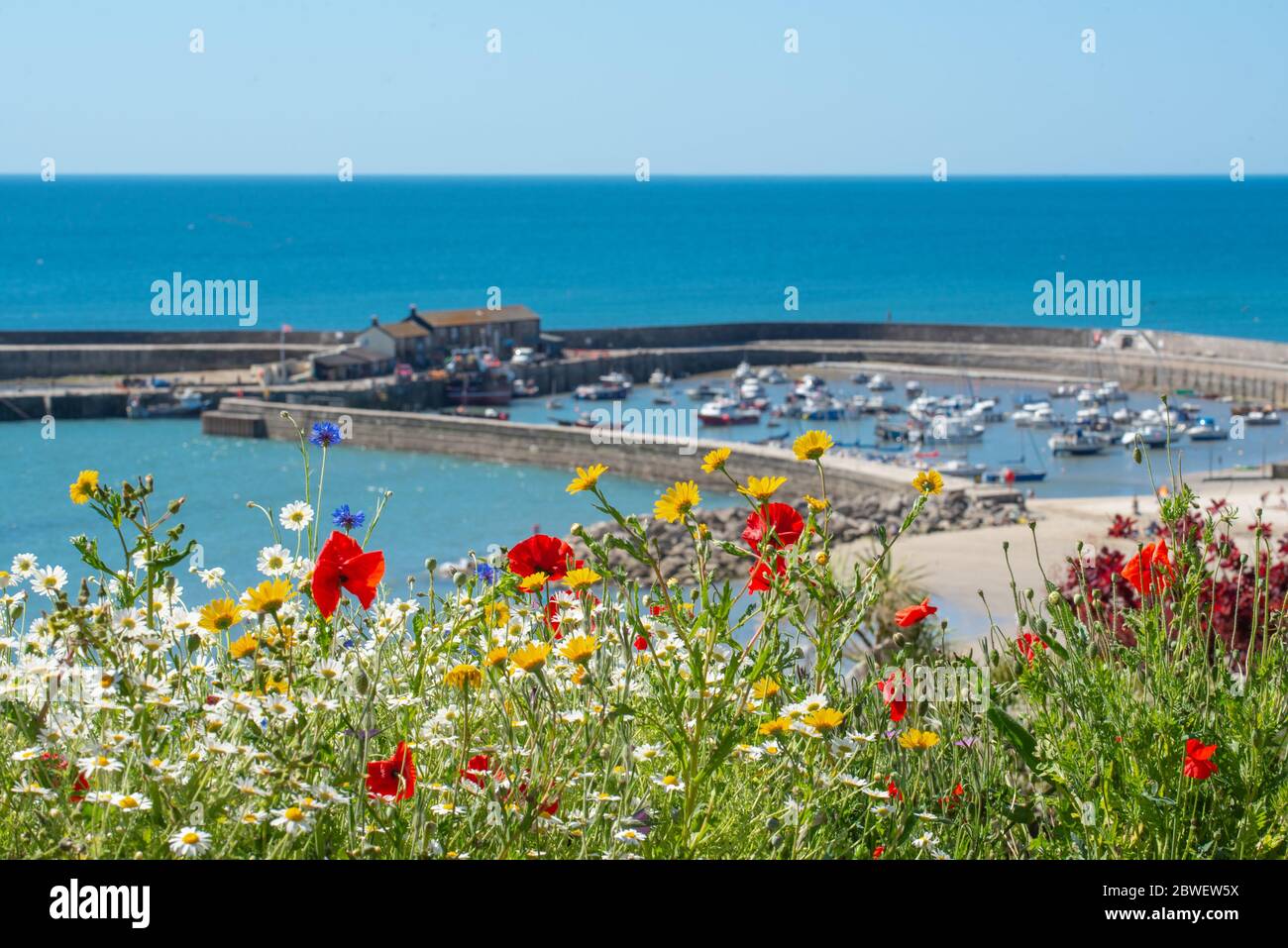 Lyme Regis, Dorset, Großbritannien. Juni 2020. UK Wetter: Ein warmer und sonniger Start in den Juni und der erste Tag des meteorologischen Sommers. Das historische Cobb bei Lyme Regis wird von wunderschönen Wildblumen eingerahmt. Kredit: Celia McMahon/Alamy Live News Stockfoto