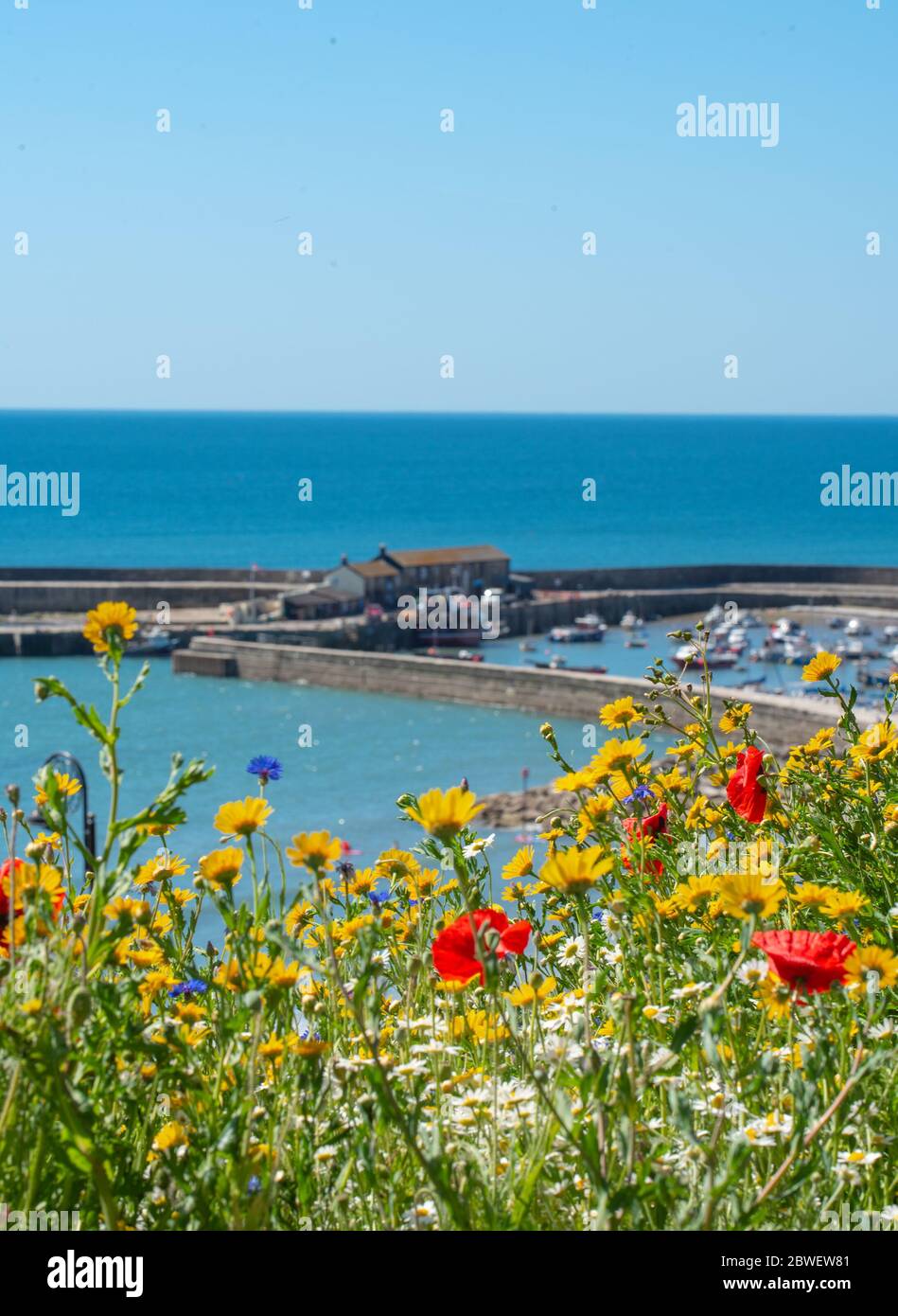 Lyme Regis, Dorset, Großbritannien. Juni 2020. UK Wetter: Ein warmer und sonniger Start in den Juni und der erste Tag des meteorologischen Sommers. Das historische Cobb bei Lyme Regis wird von wunderschönen Wildblumen eingerahmt. Kredit: Celia McMahon/Alamy Live News Stockfoto
