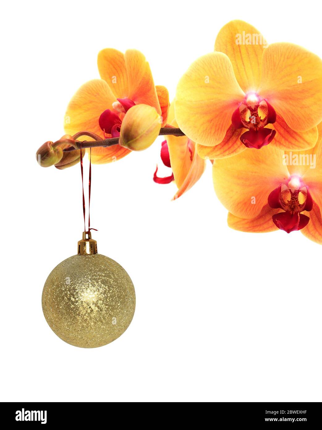 Schöne Weihnachtsdekoration. Gelbe Orchideenblume mit Weihnachtskugel Stockfoto