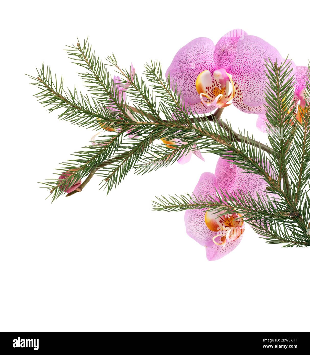 Schöne Weihnachtsdekoration. Rosa Orchideenblume mit Tannenzweig Stockfoto