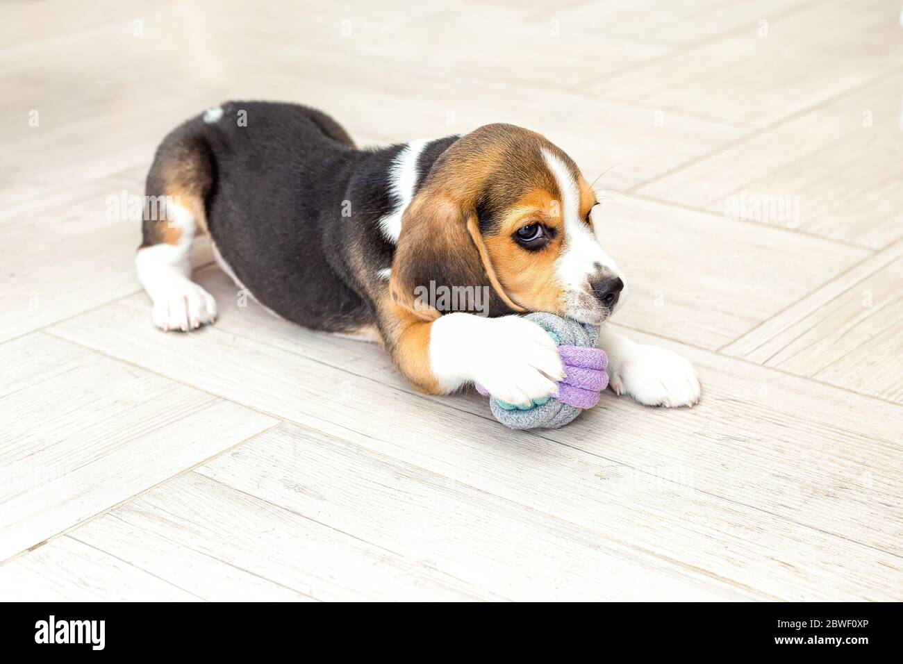 Beagle Welpe knabbert einen Ball zu Hause. Lifestyle. Innen Stockfoto