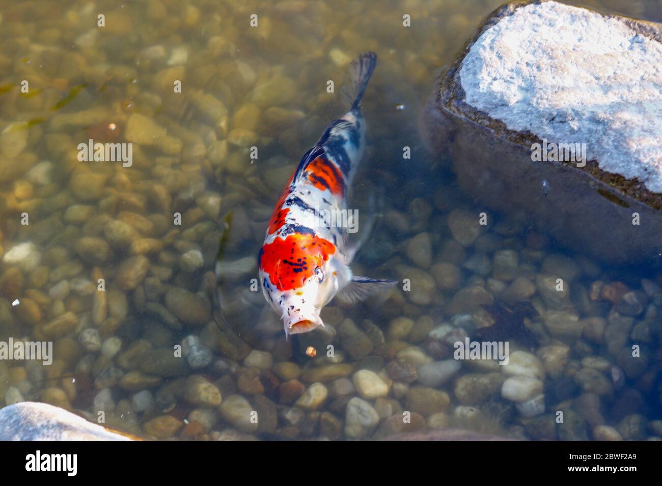 Japan Fisch im Teich Stockfoto