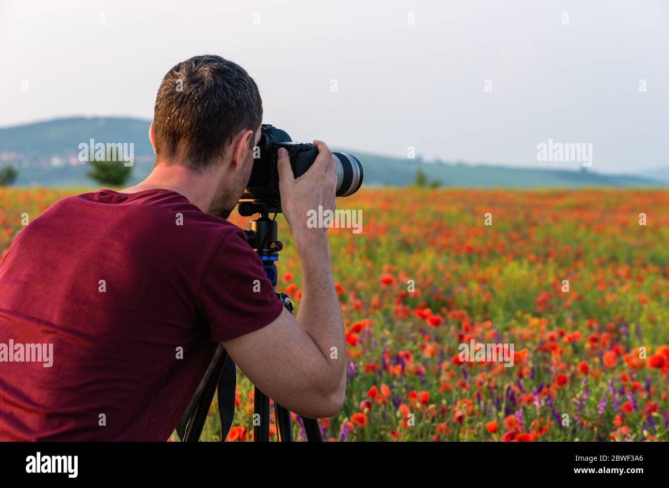 Fotograf, der bei Sonnenuntergang das Mohn-Feld fotografiert Stockfoto