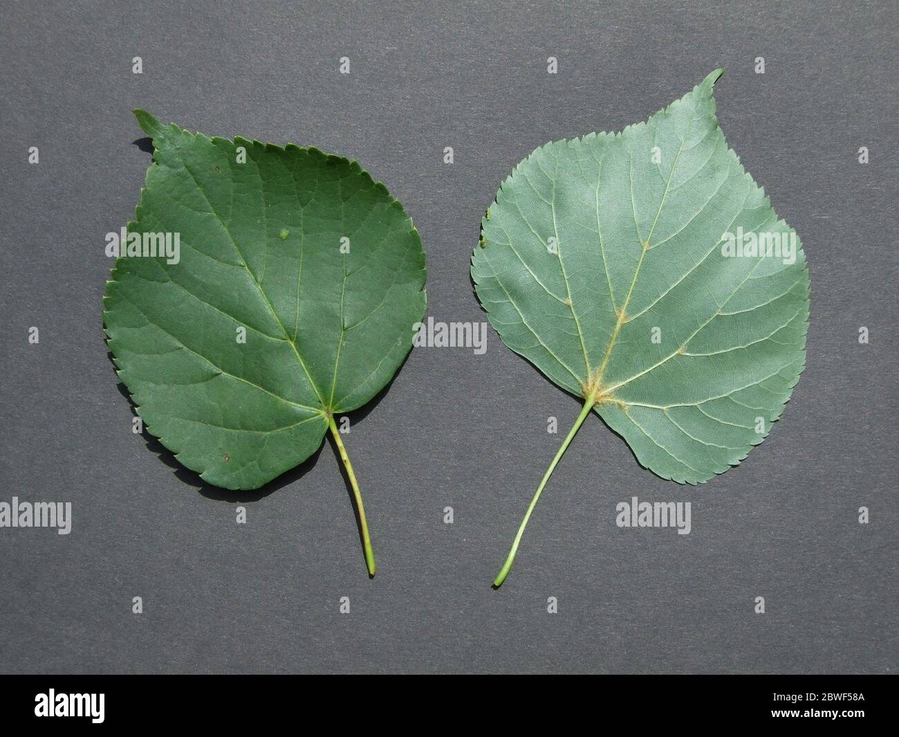 Im Sommer Blätter von Linden mit kleinen Blättern Stockfoto