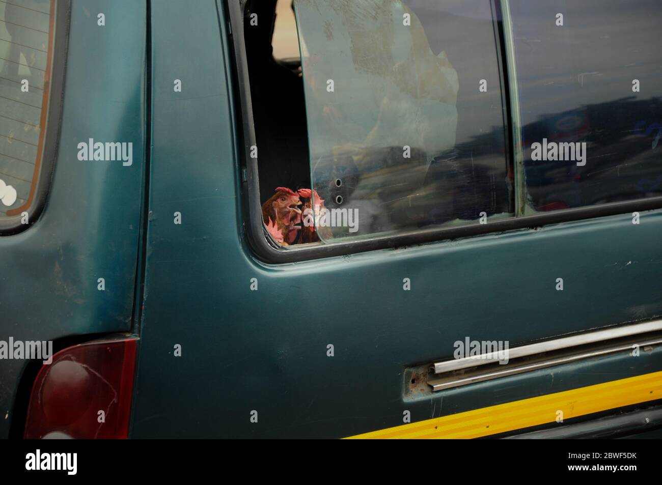 Ghanaischer Bauer transportiert seine Hühner in seinem Auto (Huhn schaut aus dem Seitenfenster des Autos) - typische Szene in einem afrikanischen Entwicklungsland, Stockfoto