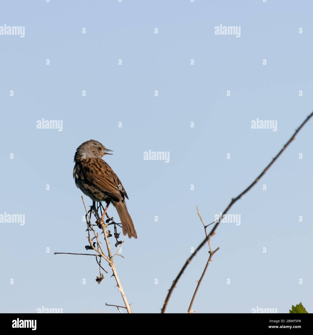 Heckenakzentor (Dunnock), der auf einem toten Stamm nahe East Grinstead streicheln kann Stockfoto