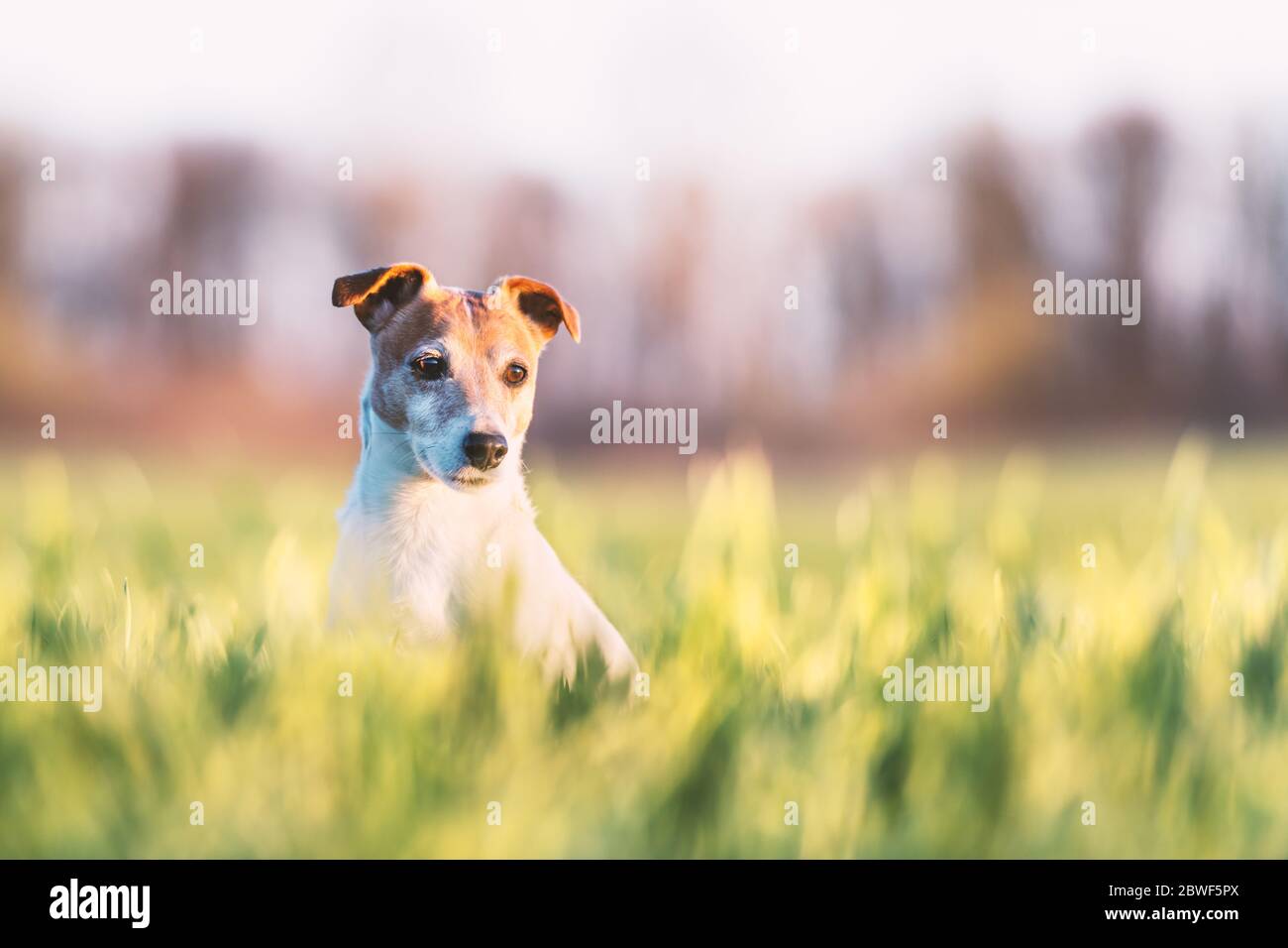 Jack russel Terrier auf grünem Feld. Happy Dog mit ernsthaftem Blick Stockfoto