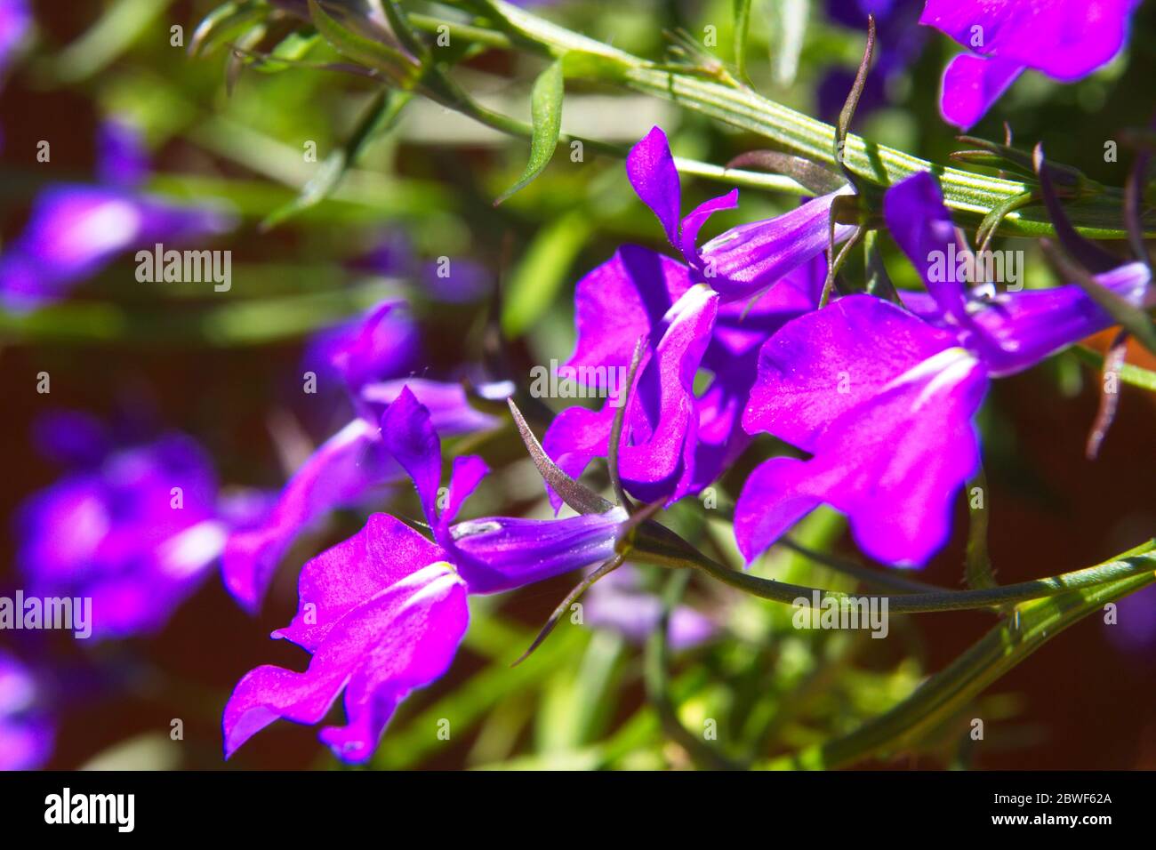 Nahaufnahme Makro einer blauen Lobelia erinus Blumen blühen im Freien in einem ländlichen Garten. Stockfoto