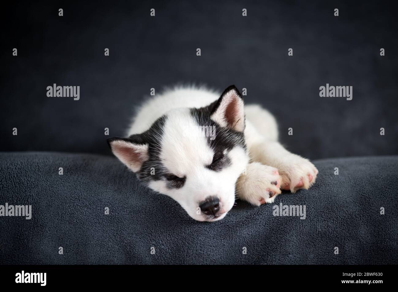 Ein kleiner weißer Hund Welpe Rasse sibirischen Husky mit schönen blauen Augen schlafen auf grauem Teppich. Hunde und Tierfotografie Stockfoto