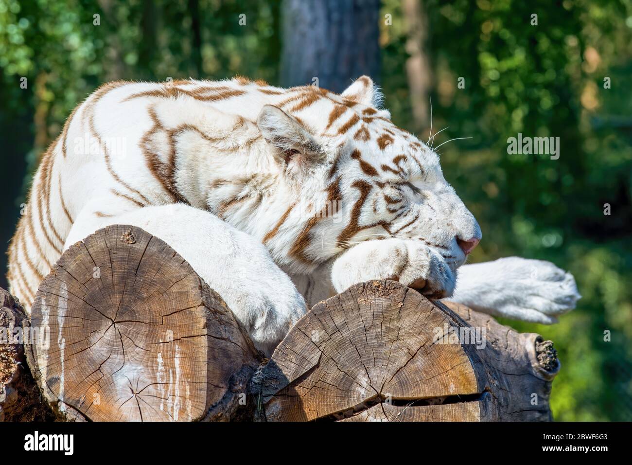 Ein weißer Tiger liegt auf den Baumstämmen in der Sonne und schläft Stockfoto