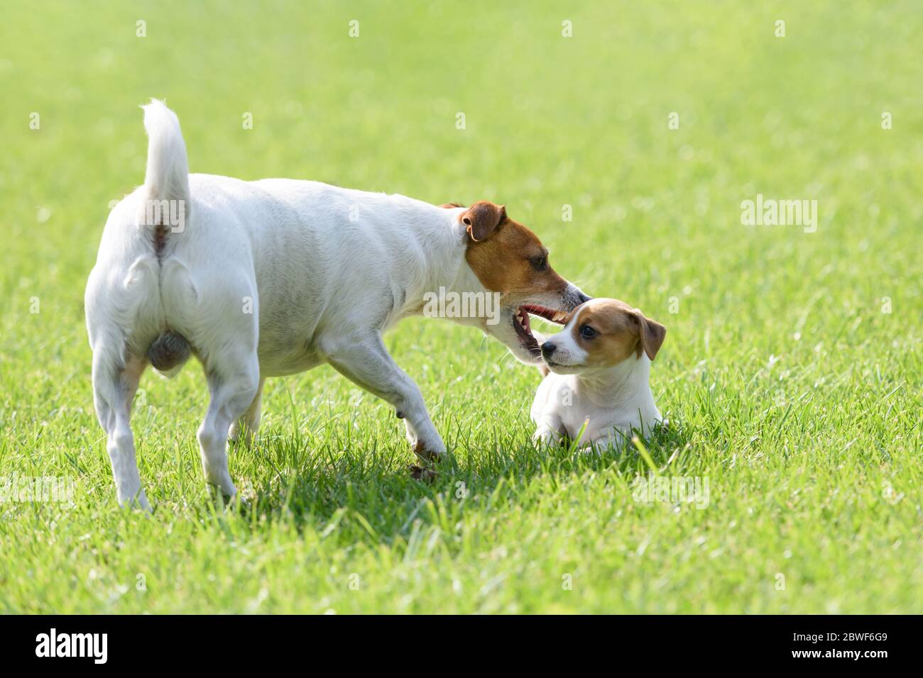 Ein kleiner weißer Hund brütet Jack Russel Terrier mit seinem Vater auf grünem Rasen. Hunde und Tierfotografie Stockfoto