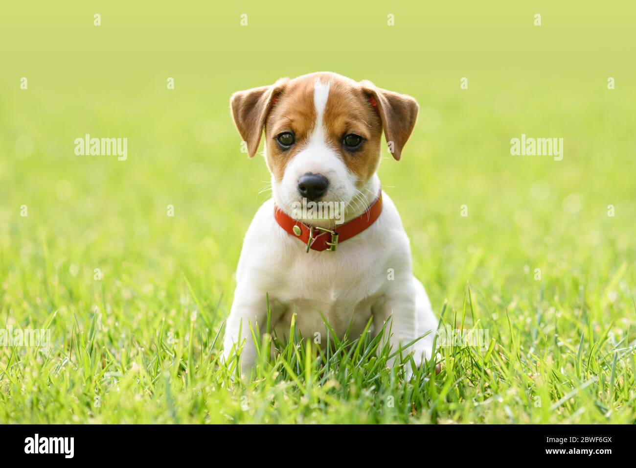 Ein kleiner weißer Hund Welpe Rasse Jack Russel Terrier mit schönen Augen auf grünem Rasen. Hunde und Tierfotografie Stockfoto