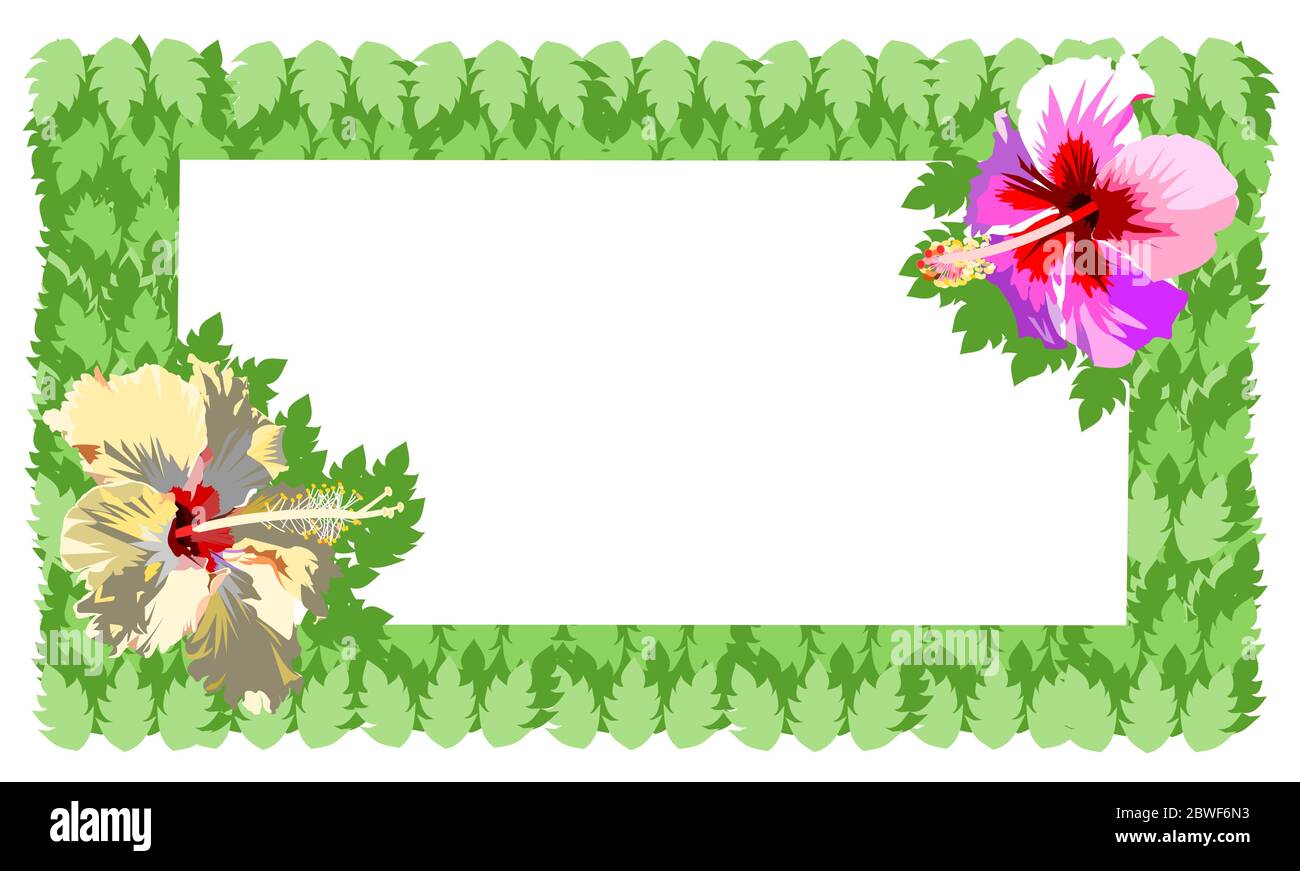 Hibiskusblüte mit grünem Blattrahmen auf weißem Hintergrund, Grafiken und Vektoren der Tropischen Blume blüht und Blätter Rand Stock Vektor
