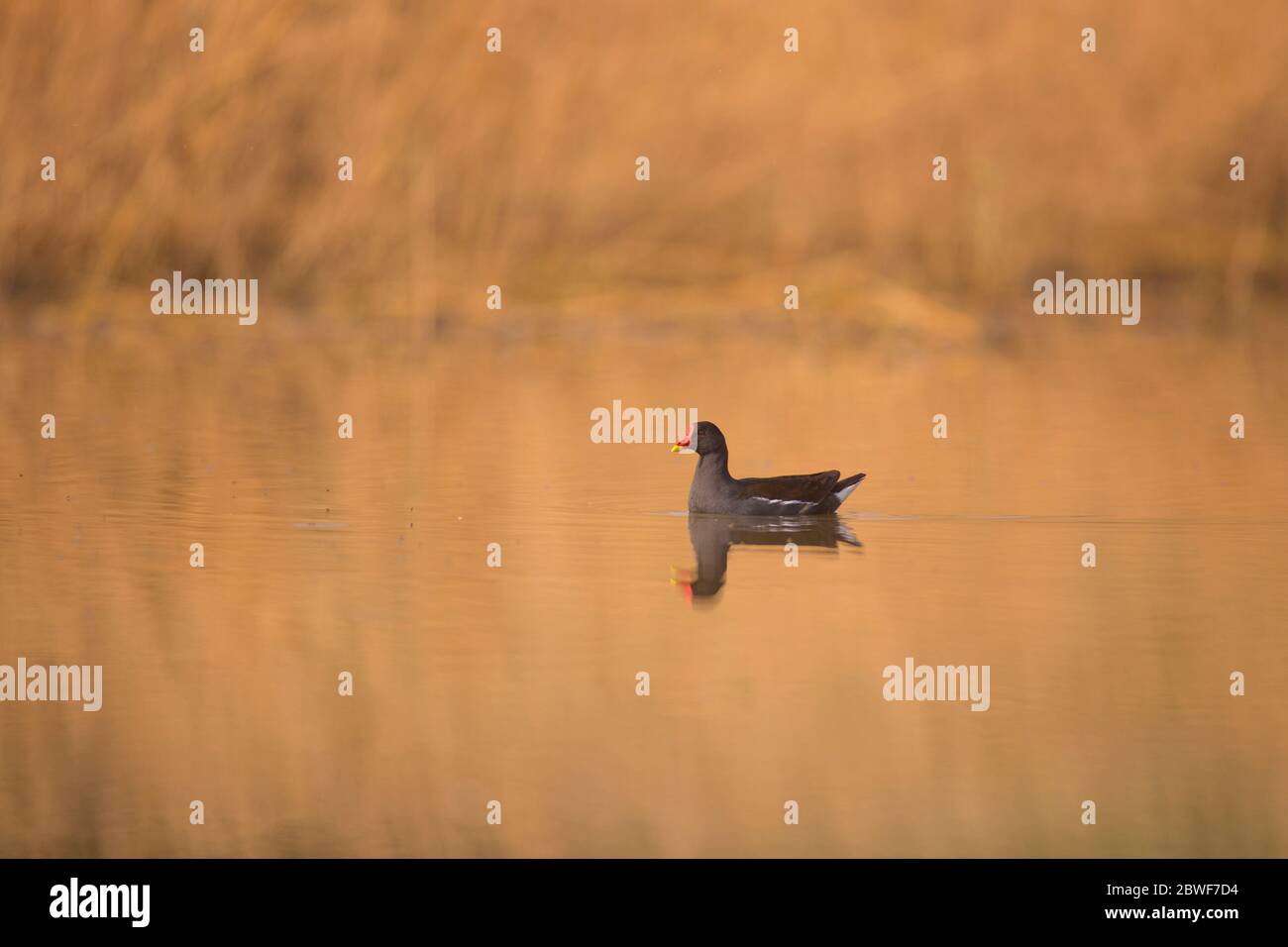Gemeiner Moorhen (Gallinula chloropus) fotografiert im Naturschutzgebiet ein Afek, Israel. Diese Ente ist in Süßwasserhabitaten in Amerika gefunden, Stockfoto