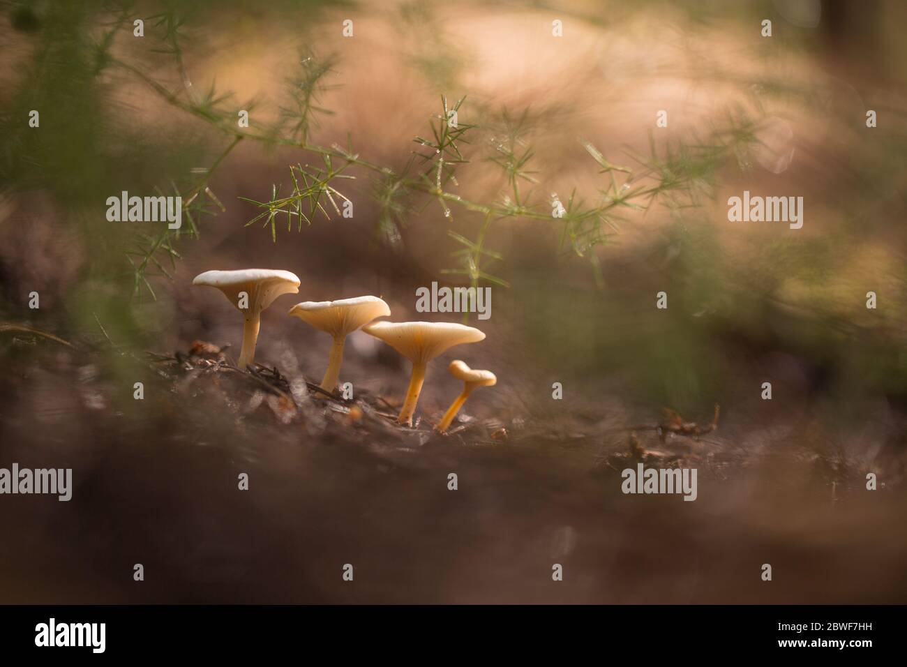 Clitocybe Diatreta Pilze wachsen in einem Kiefernwald fotografiert im ein Afek Naturschutzgebiet, Israel im Januar Stockfoto