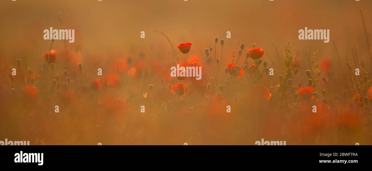 Selektiver Fokus auf ein Feld von wilden roten Mohnblumen, fotografiert im Naturschutzgebiet ein Afek, Israel Stockfoto